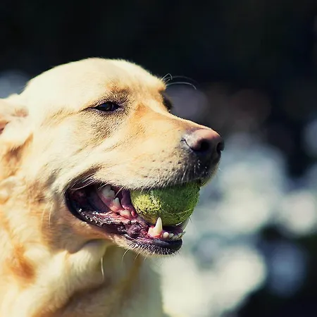 Igea 3* דיאנו מרינה