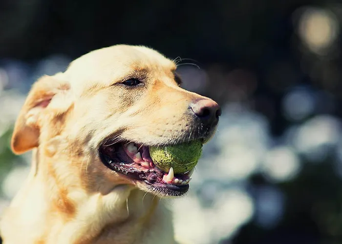 Igea Mhotelsgroup 3* Diano Marina